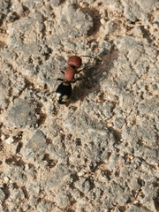 Mutilla quinquemaculata