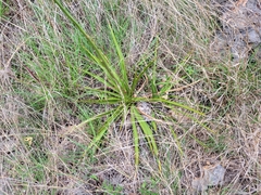 Yucca rupicola