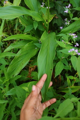Curcuma scaposa