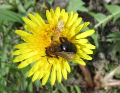 Andrena gallica
