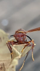 Polistes simillimus