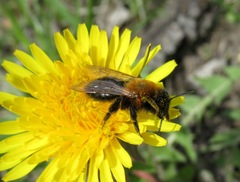 Andrena gallica