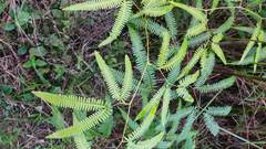 Gleichenella