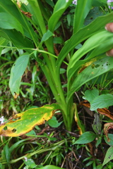 Curcuma scaposa
