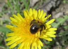 Andrena gallica