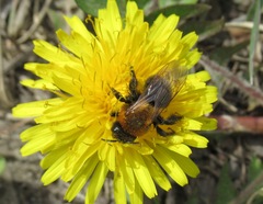 Andrena gallica