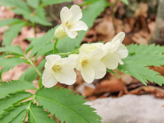 Cardamine kitaibelii