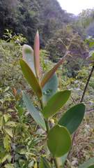 Marcgraviaceae