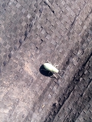 Pantomorus viridisquamosus