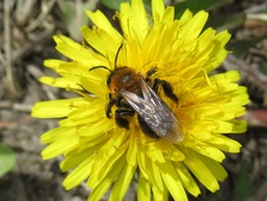 Andrena gallica