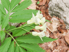 Cardamine kitaibelii