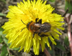Andrena gallica