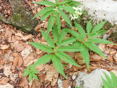 Cardamine kitaibelii