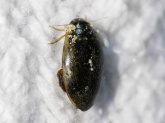 Thermonectus basillaris