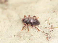 Leiosoma
