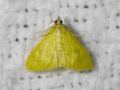 Loxomorpha flavidissimalis