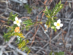 Lachnaea filicaulis