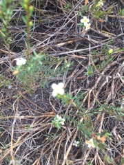 Lachnaea filicaulis