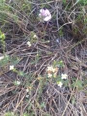 Lachnaea filicaulis