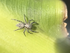 Menemerus taeniatus