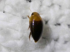 Hydrocanthus atripennis