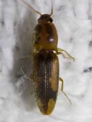 Conoderus vespertinus