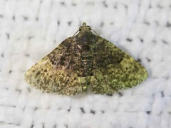 Metalectra diabolica