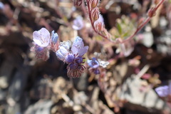 Phacelia breweri