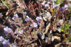 Phacelia breweri