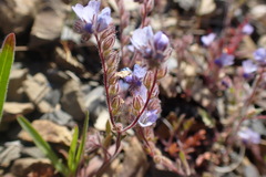 Phacelia breweri