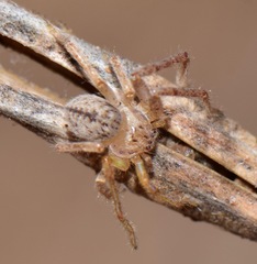 Curicaberis culiacan