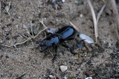 Scarites bucida