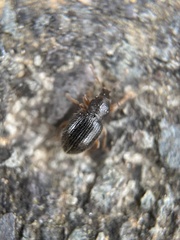 Barypeithes pellucidus