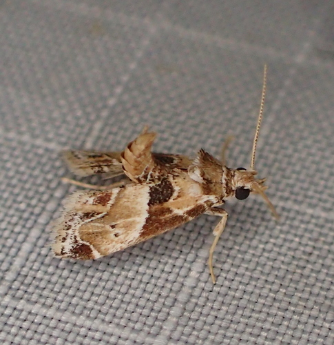 Neodavisia melusina Ferguson, Blanchard & Knudson, 1984