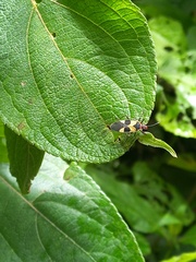 Dysdercus concinnus