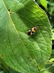 Dysdercus concinnus