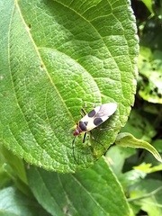 Dysdercus concinnus