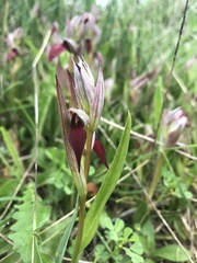 Serapias parviflora
