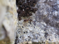 Aphaenogaster subterranea