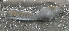 Sciurus carolinensis