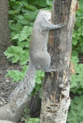 Sciurus carolinensis