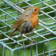 Erithacus rubecula