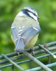 Cyanistes caeruleus