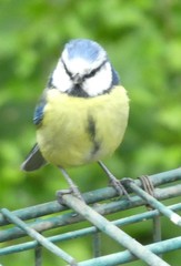 Cyanistes caeruleus