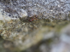 Aphaenogaster subterranea
