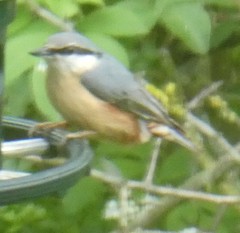 Sitta europaea