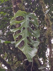 Monstera punctulata