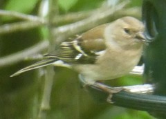 Fringilla coelebs