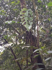Monstera punctulata