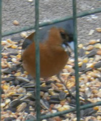Fringilla coelebs